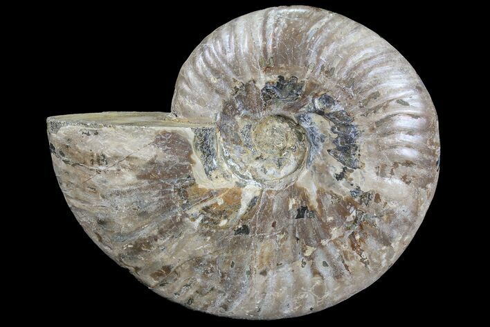 Silver Iridescent Ammonite - Madagascar #77109